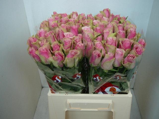 R GR BELLE ROSE