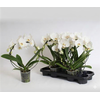 Phal El Cascade Bow White 16+