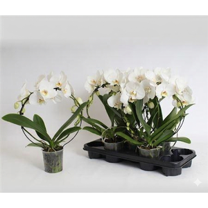 Phal El Cascade Bow White 16+