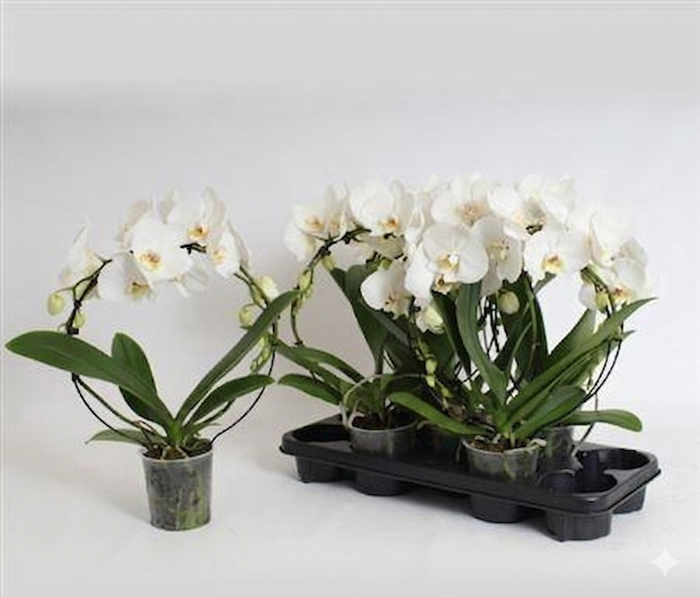 <h4>Phal El Cascade Bow White 16+</h4>