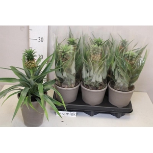 ANANAS CHAMPACA
