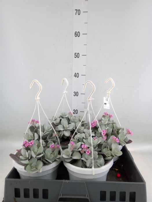 <h4>Kalanchoe NF pumila</h4>