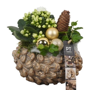 PTCHG5644 Arrangementen Kerst