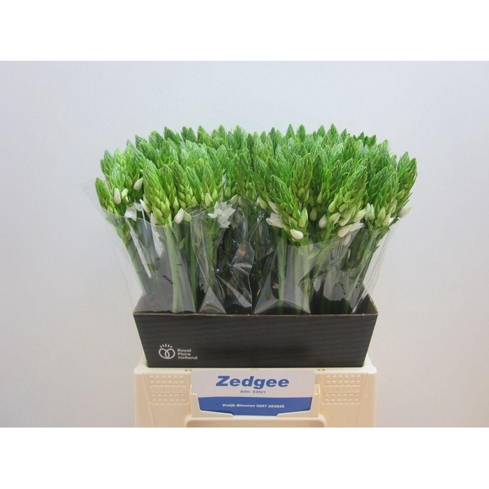 <h4>Ornit Thyrsoides</h4>