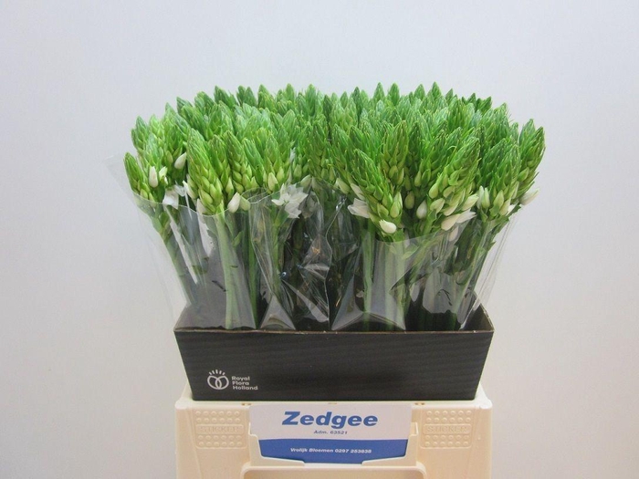 <h4>ORNIT THYRSOIDES</h4>