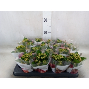 Kalanchoe blos. 'RosDon Nando'