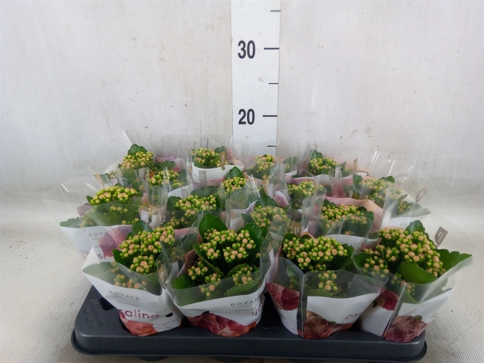 <h4>Kalanchoe blos. 'RosDon Nando'</h4>