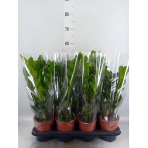 Zamioculcas zamiifolia