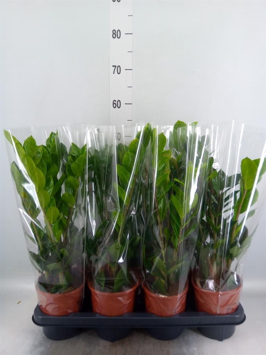 <h4>Zamioculcas zamiifolia</h4>