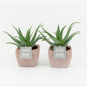 Aloe arborescens