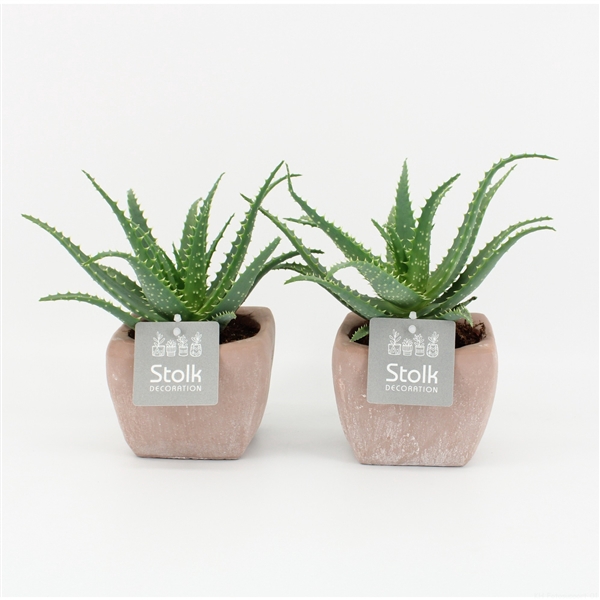 <h4>Aloe Arborescens 10,5 in vierkant terracotta pot</h4>