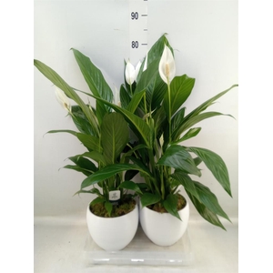 Spathiphyllum  'Bingo Cupido'