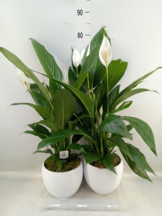 <h4>Spathiphyllum 'Bingo Cupido'</h4>