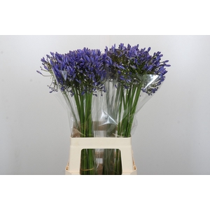 Agapanthus Blue Heaven