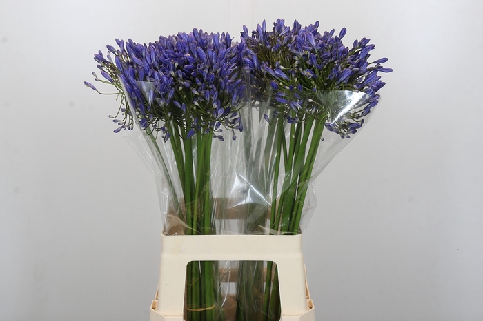 <h4>Agapanthus Blue Heaven</h4>