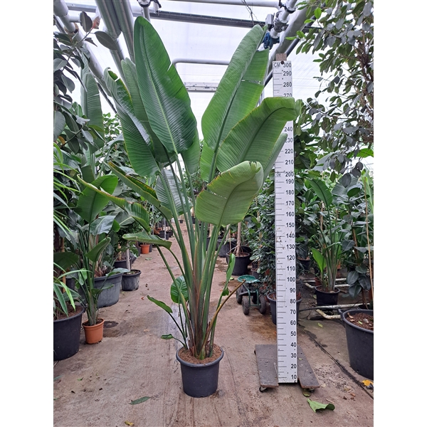 <h4>Strelitzia Nicolai 300</h4>