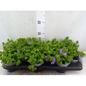 Scaevola aemula 'Blue Fan'