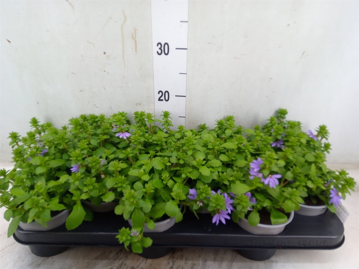 <h4>Scaevola aemula 'Blue Fan'</h4>