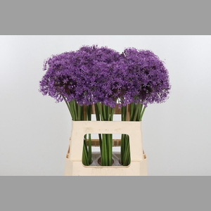 Allium Gladiator
