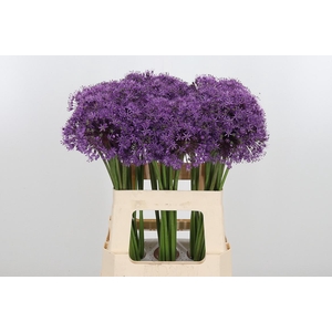 Allium Gladiator