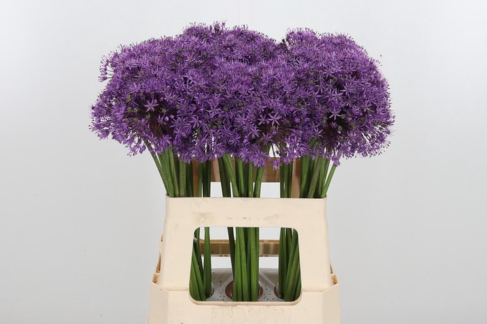 <h4>Allium Gladiator</h4>