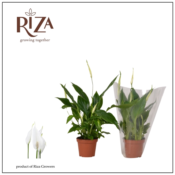 <h4>Spathiphyllum Chopin - 9 cm</h4>