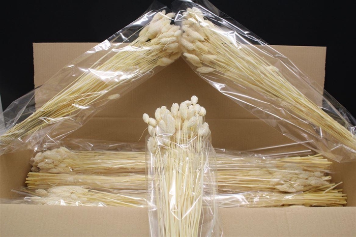 <h4>Lagurus Wit X15</h4>