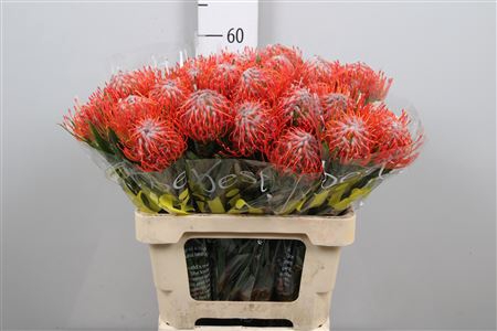 <h4>Leuco Co Tango</h4>