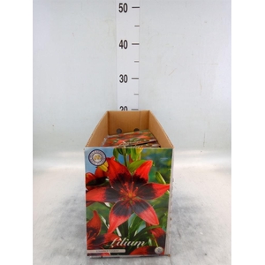 Flowerbulbs, corns or tubers   ...