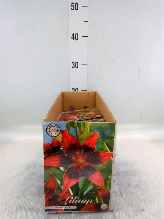 <h4>Flowerbulbs, corns or tubers   ...</h4>