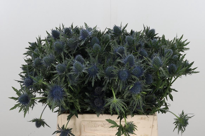 <h4>Eryng Aquarius</h4>