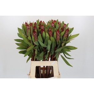 PROTEA ROBIJN