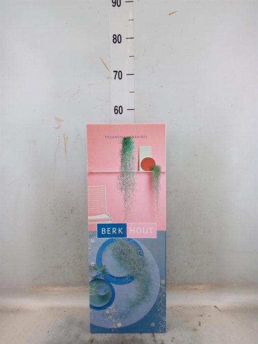 <h4>Tillandsia usneoides</h4>