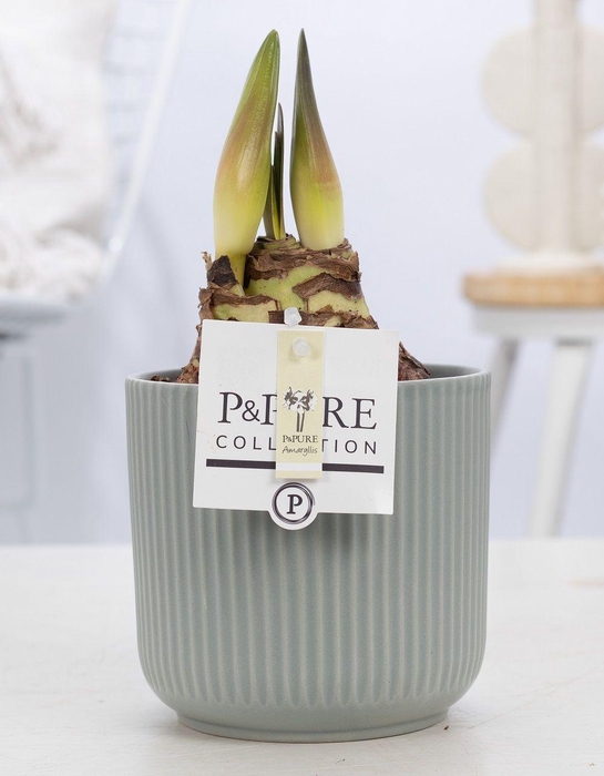 <h4>Hippeastrum white in P&PURE Sophie ceramics green</h4>