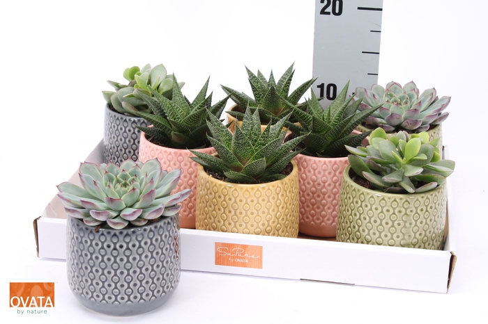 <h4>SUCC GEM 4 SRT</h4>