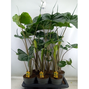 Alocasia macrorrhizos 'Stingray'