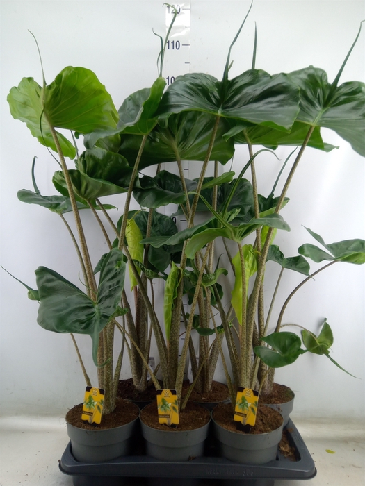 <h4>Alocasia macrorrhizos 'Stingray'</h4>