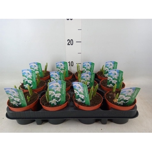 Galanthus nivalis   ...in pot