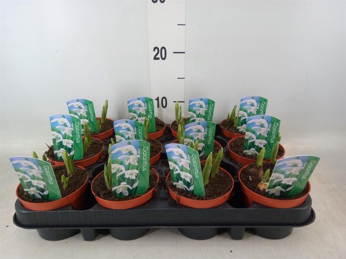 <h4>Galanthus nivalis ...in pot</h4>