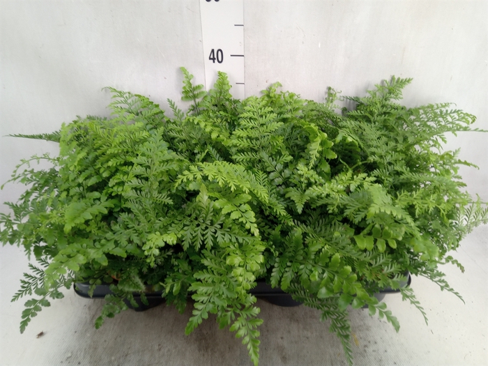 <h4>Asplenium parvati</h4>