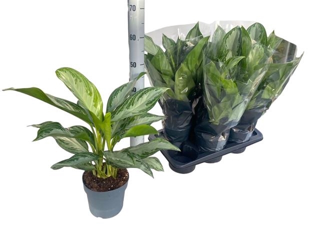 Aglaonema Silver bay 17Ø 65cm 2pp