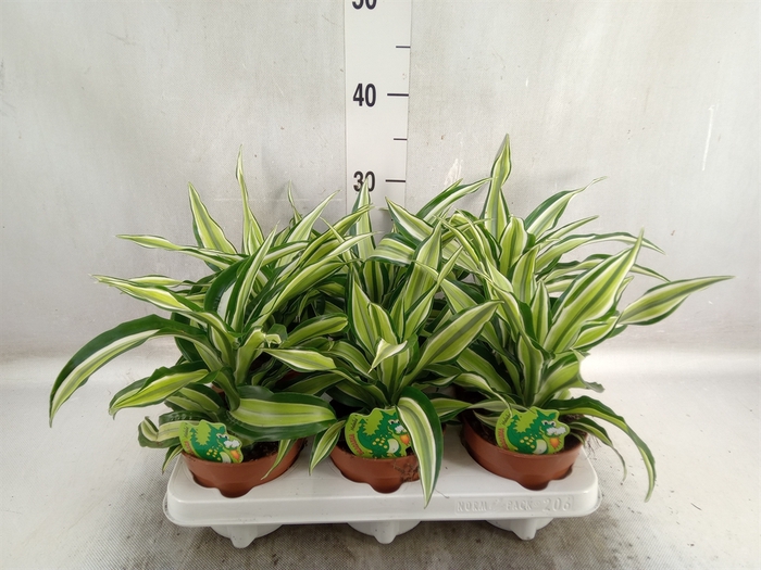 Dracaena frag. 'Malaika'