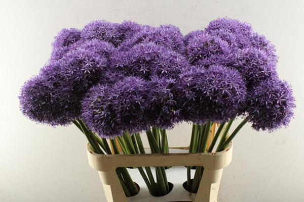 <h4>Allium Globemaster (x42)</h4>
