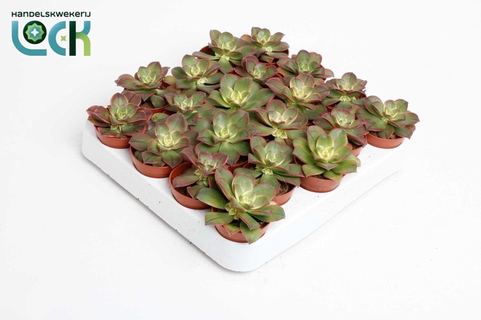 <h4>Aeonium Tricolor ('Kiwi')</h4>