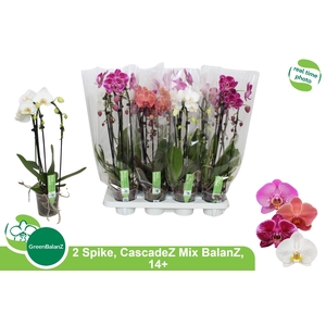 PHAL EL CASCADE