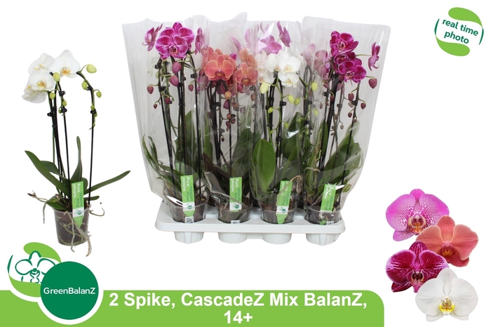 PHAL EL CASCADE