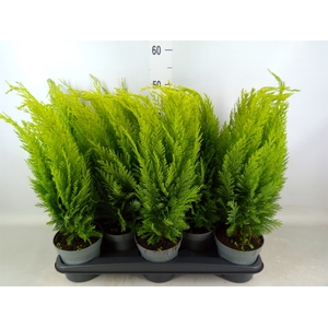 Chamaecyparis laws. 'Ellwoods Emp'