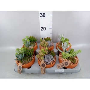 Arr.  Succulents L%
