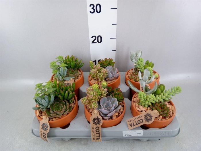 <h4>Arr.  Succulents L%</h4>