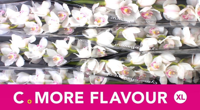 <h4>CYMB T KILIMANJARO</h4>